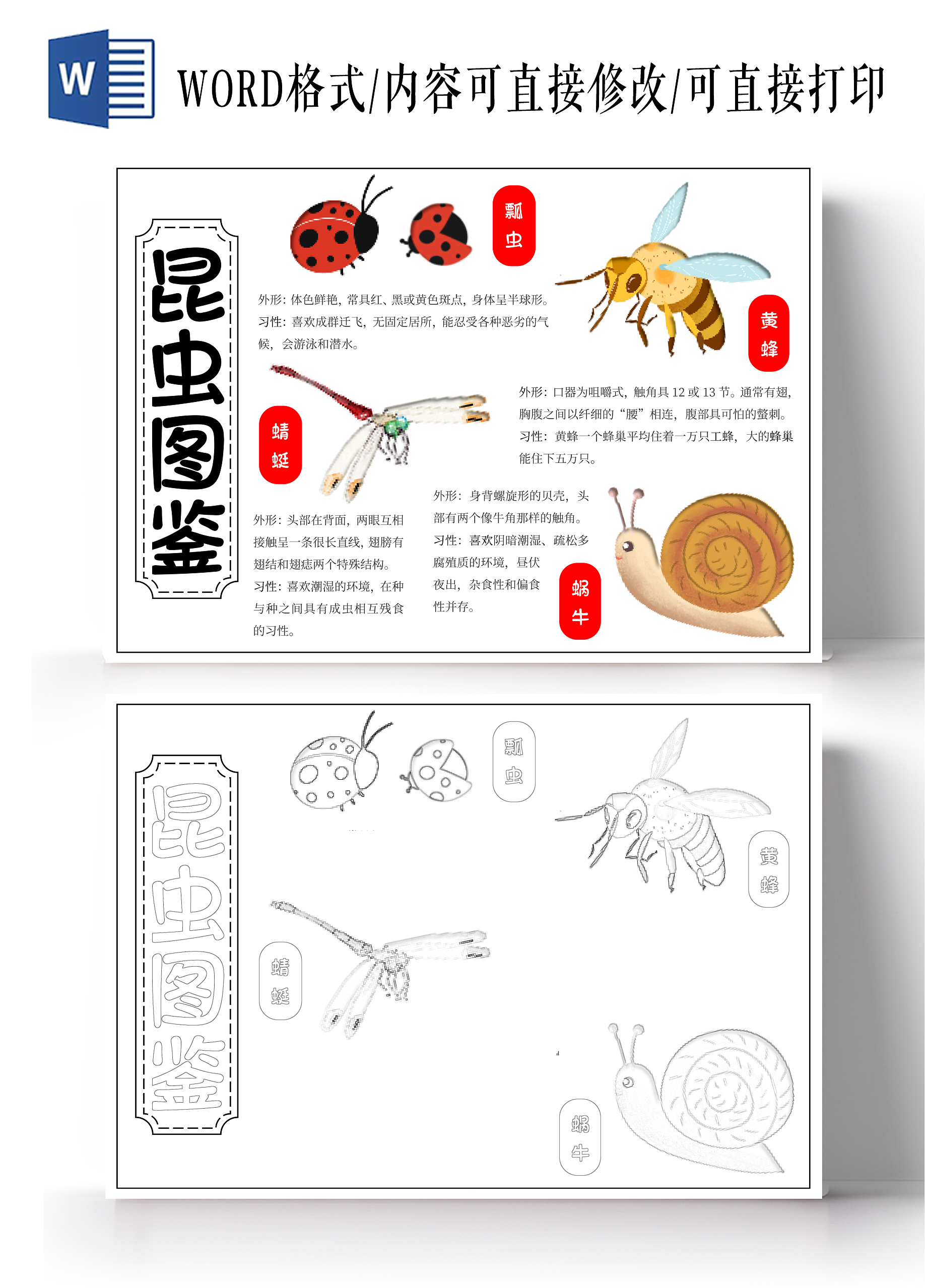 昆虫手绘插画昆虫介绍昆虫图鉴手抄报科普