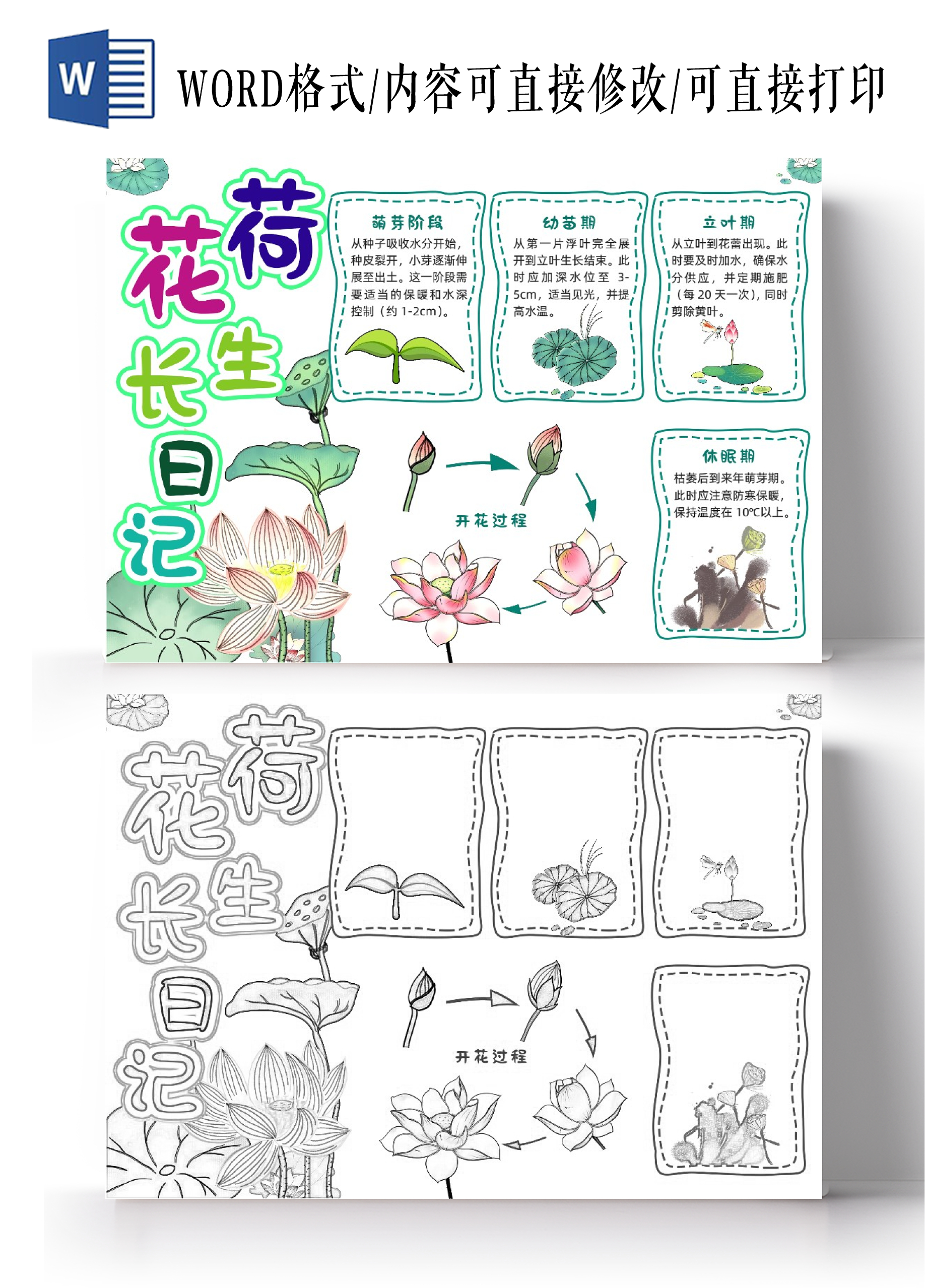 植物生长绿色卡通手绘小清新夏天荷花生长日记小报手抄报植物记录卡