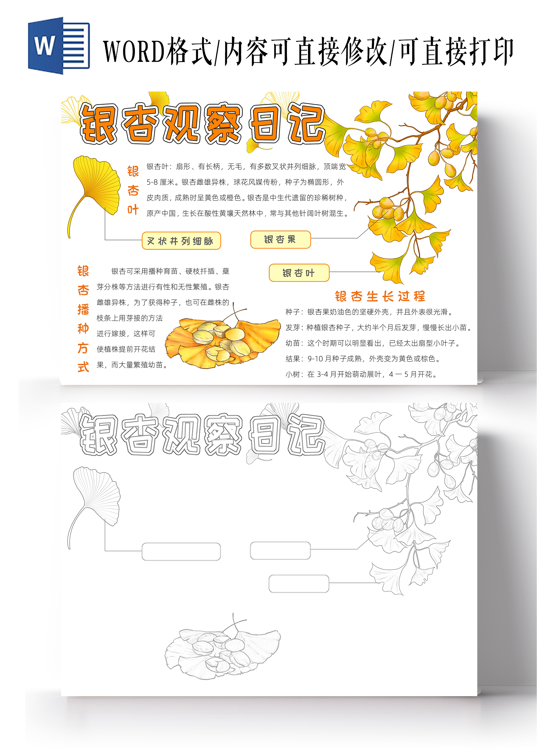 植物生长空白生长过程植物观察日记橘色卡通银杏观察日记小报手抄报读书手抄报植物生长