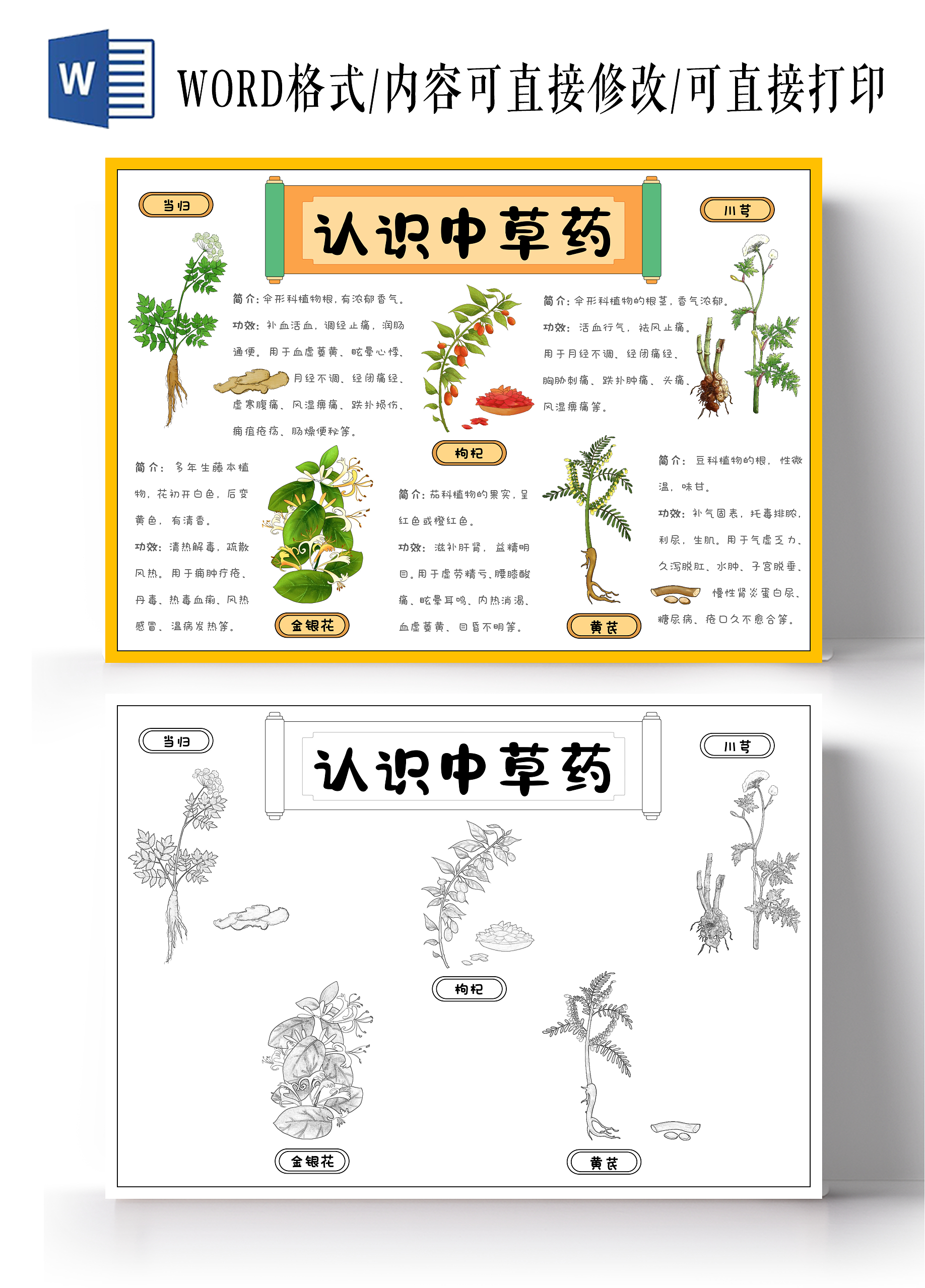 卡通手绘中草药手抄报中医