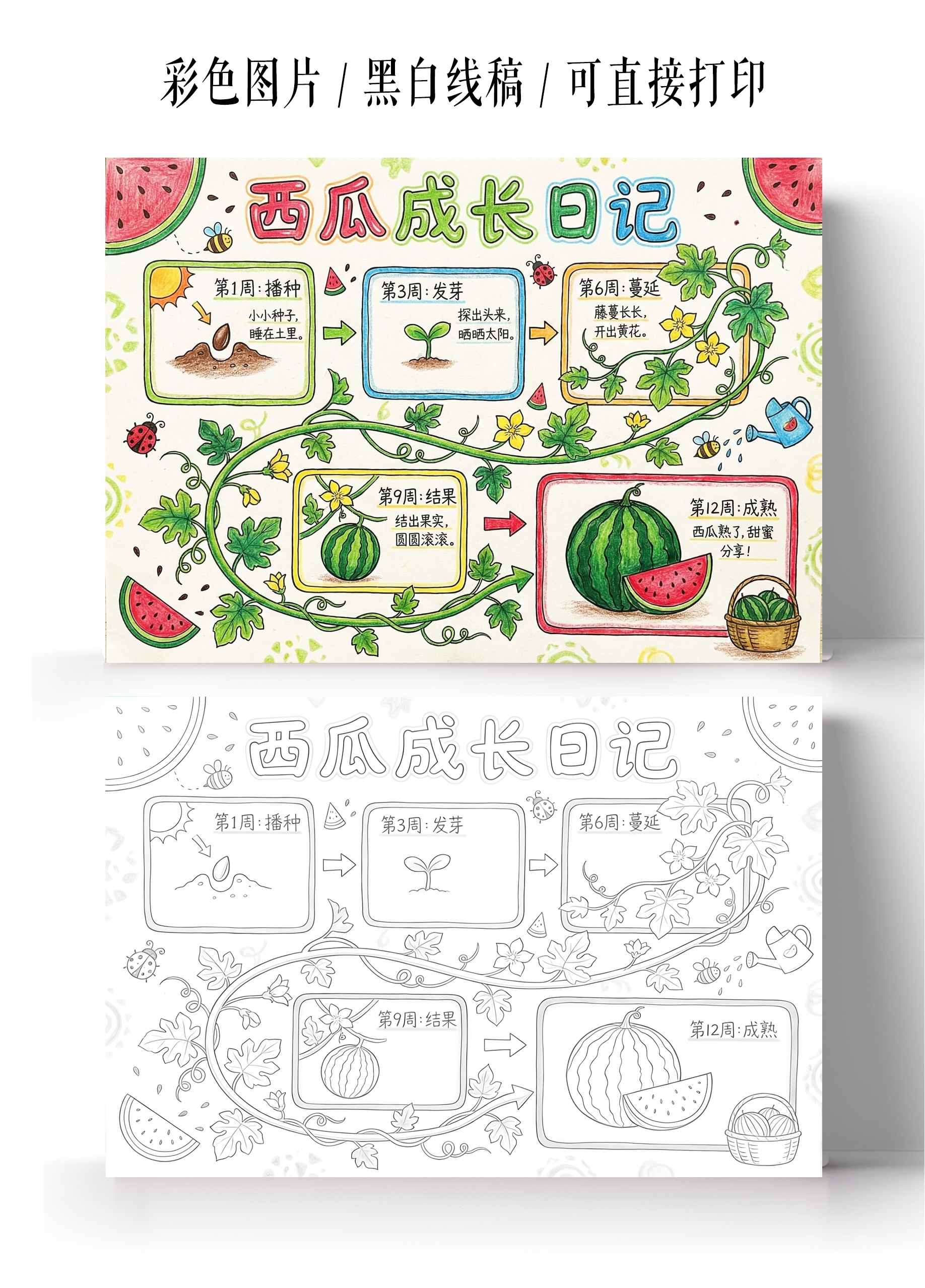 彩色卡通手绘西瓜成长日记小报手抄报