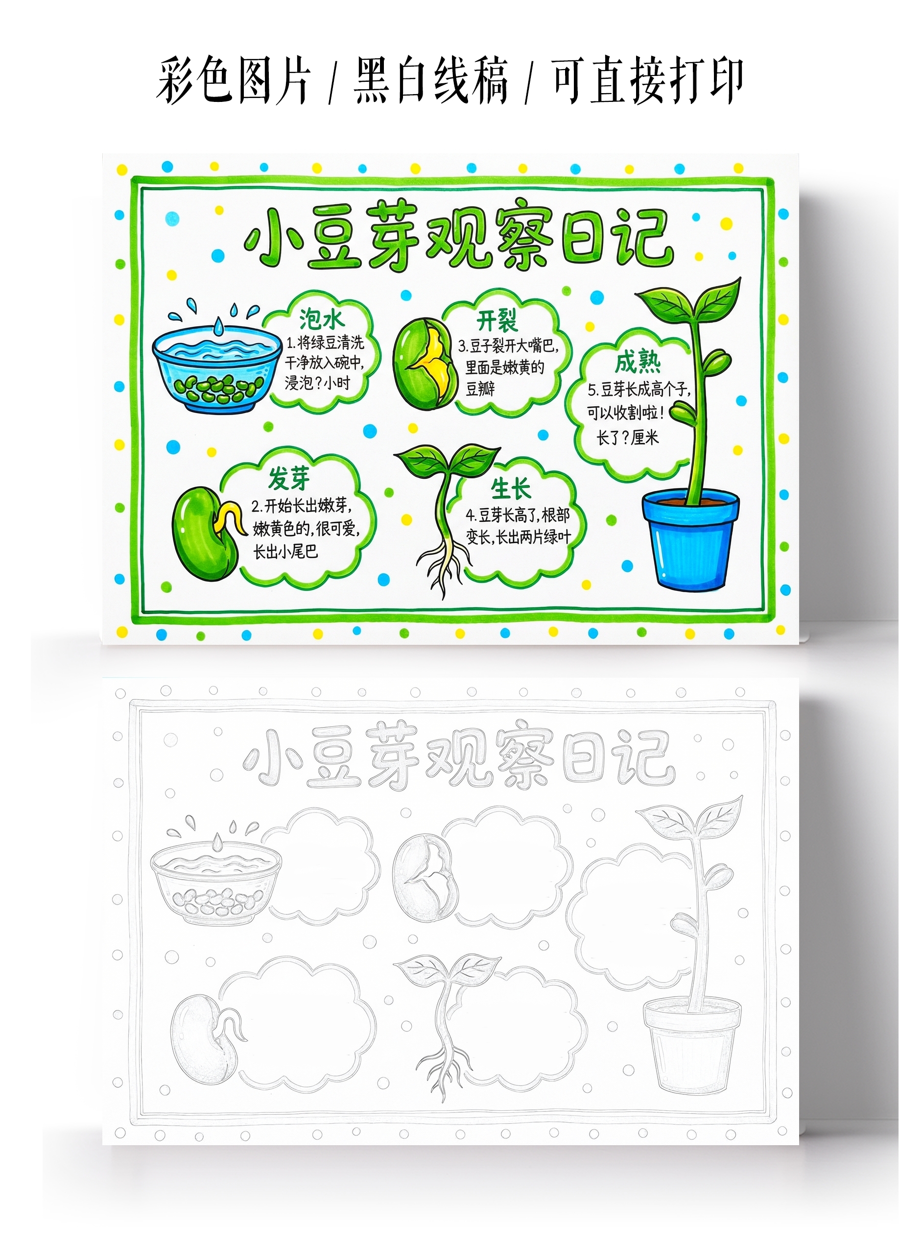 植物生长彩色卡通手绘小豆芽观察日记小报手抄报