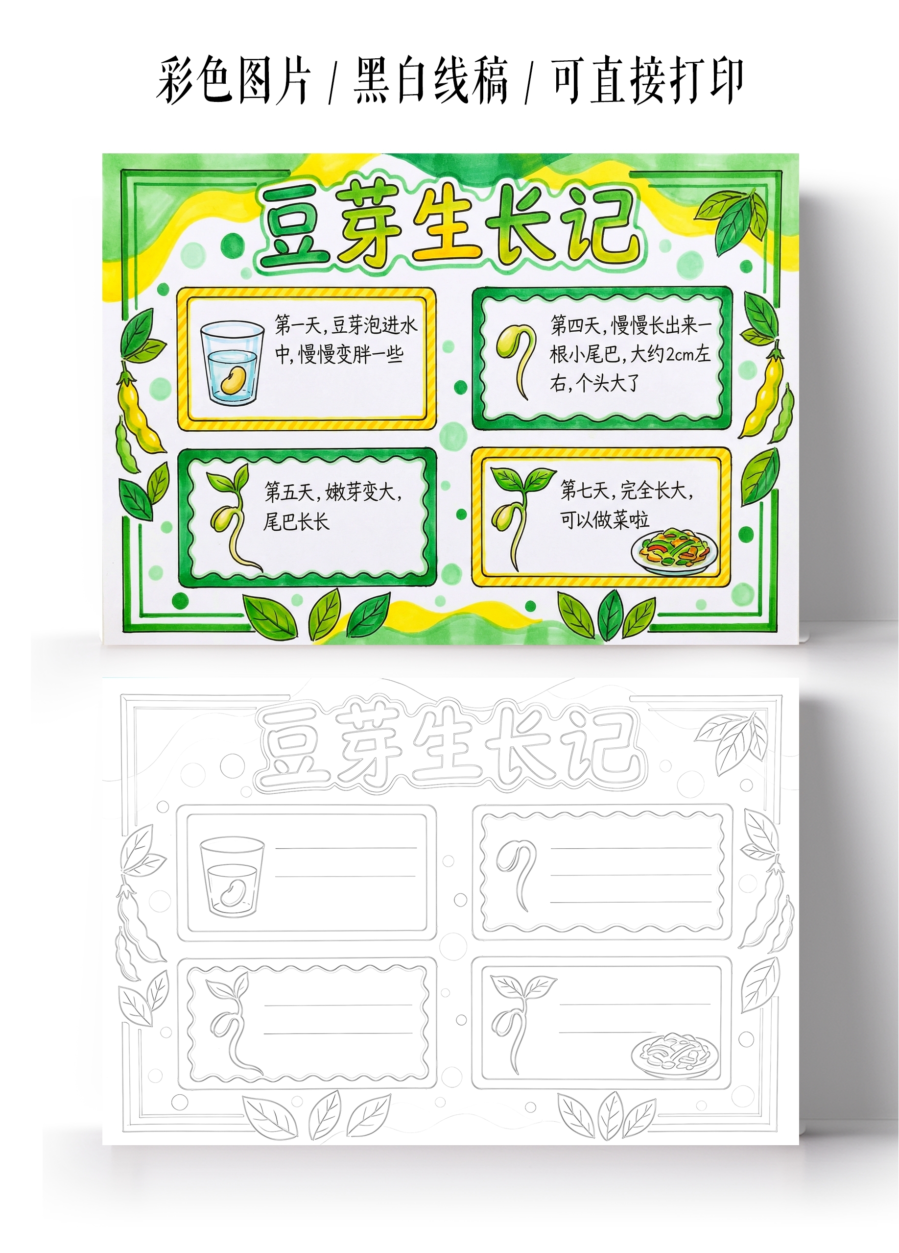 植物生长彩色卡通手绘豆牙生长记小报手抄报