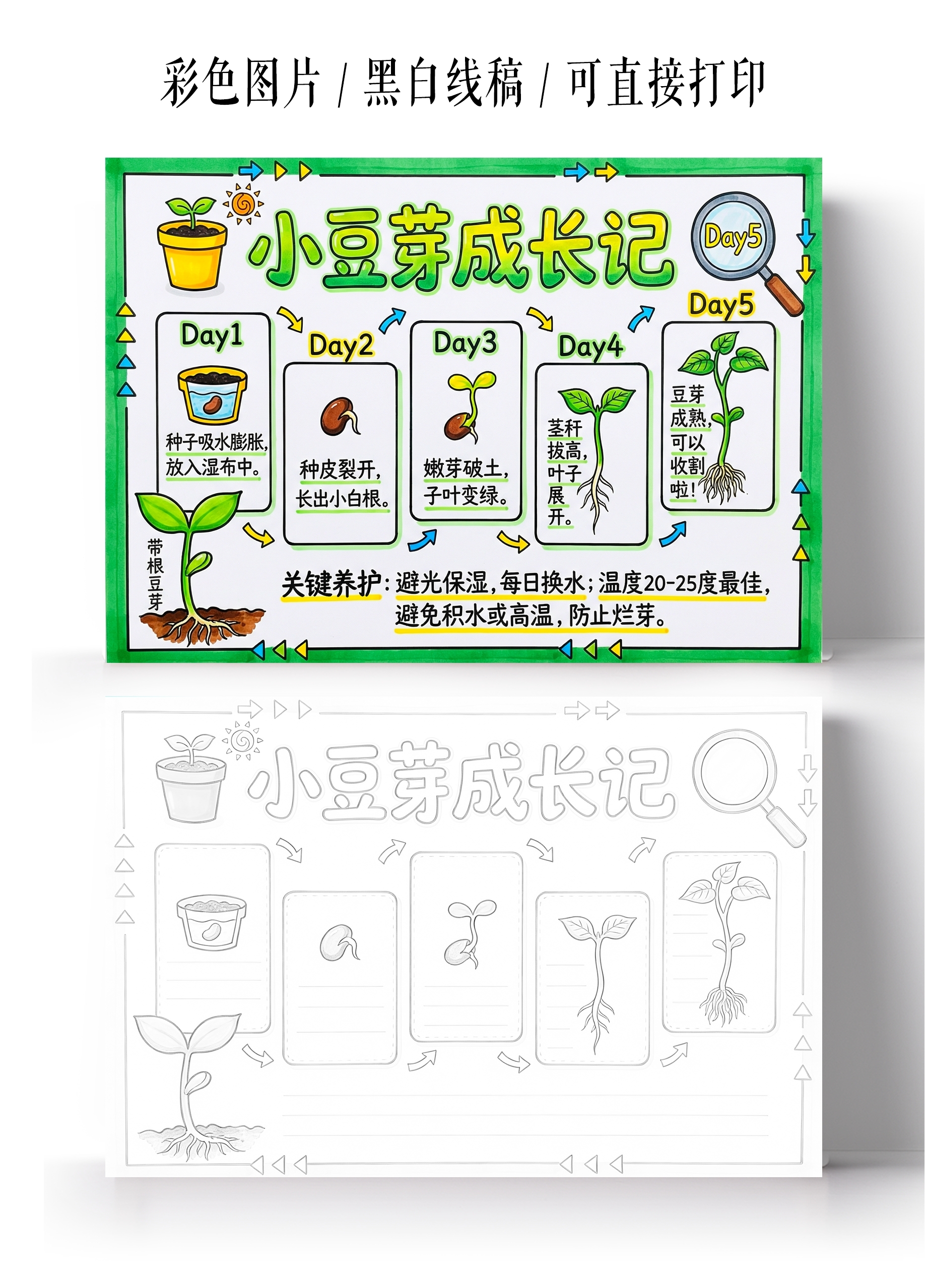 植物生长彩色卡通手绘小豆芽成长记小报手抄报
