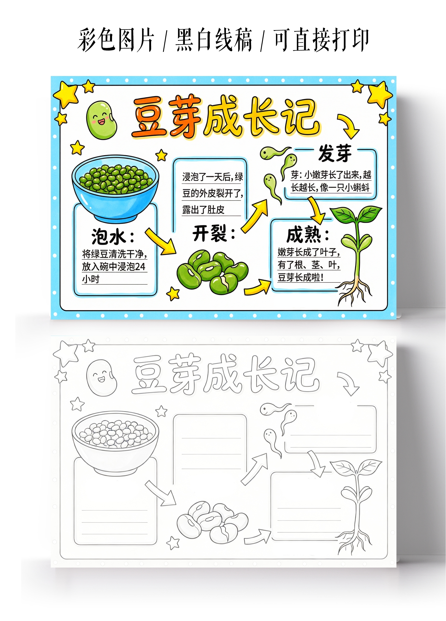 植物生长彩色卡通手绘豆牙生长记小报手抄报