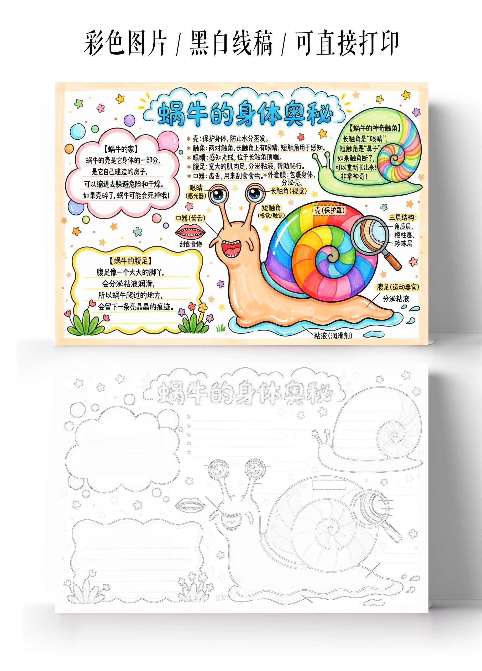彩色卡通手绘蜗牛的身体奥秘小报手抄报小学生手抄报