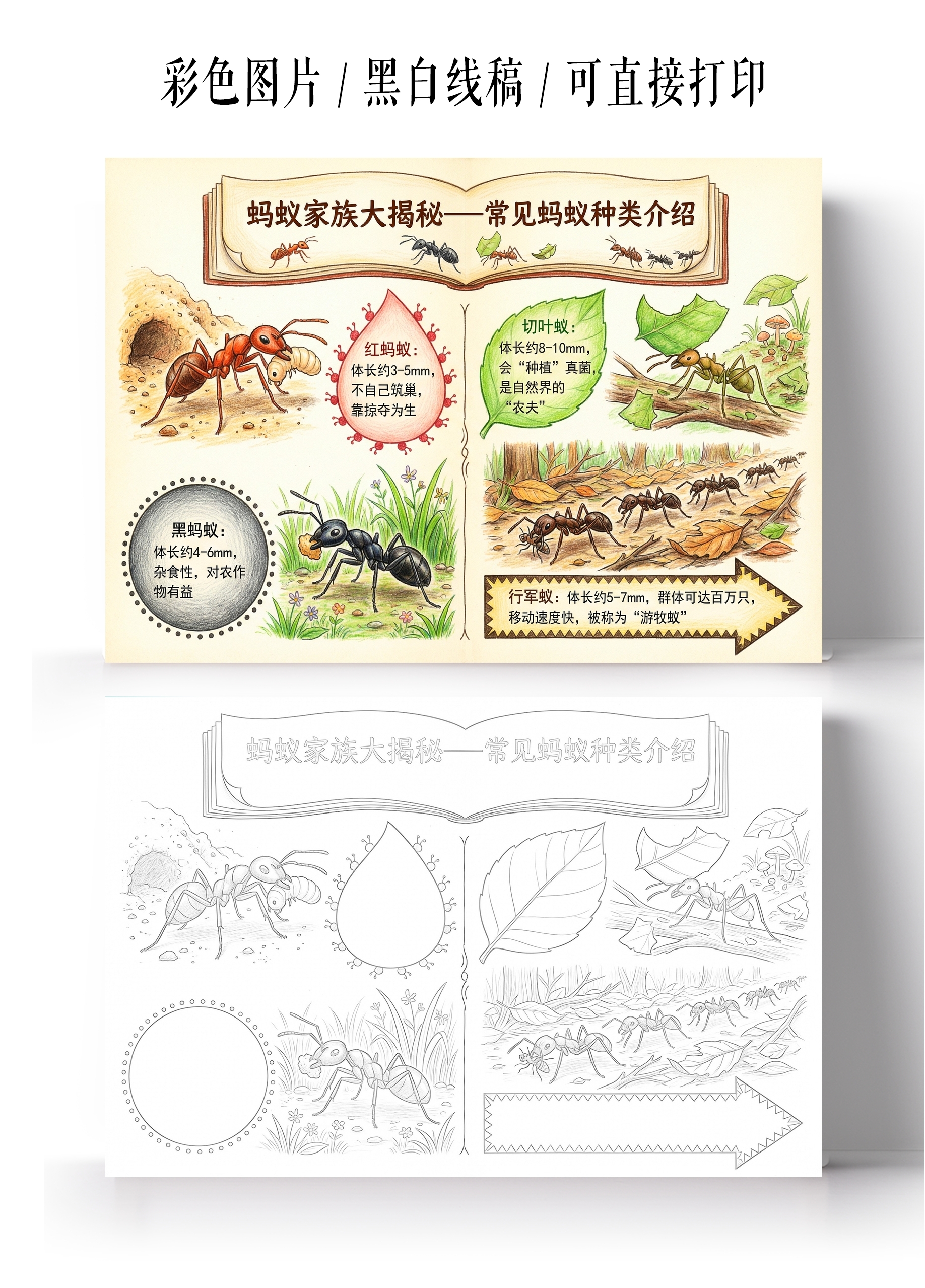 彩色卡通手绘蚂蚁家族大揭秘常见蚂蚁种类介绍小报手抄报小学生手抄报