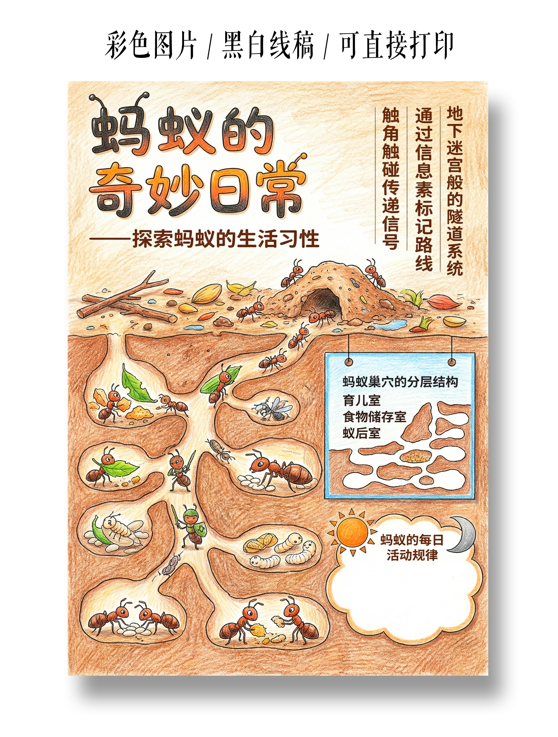 彩色卡通手绘蚂蚁的奇妙日常小报手抄报小学生手抄报