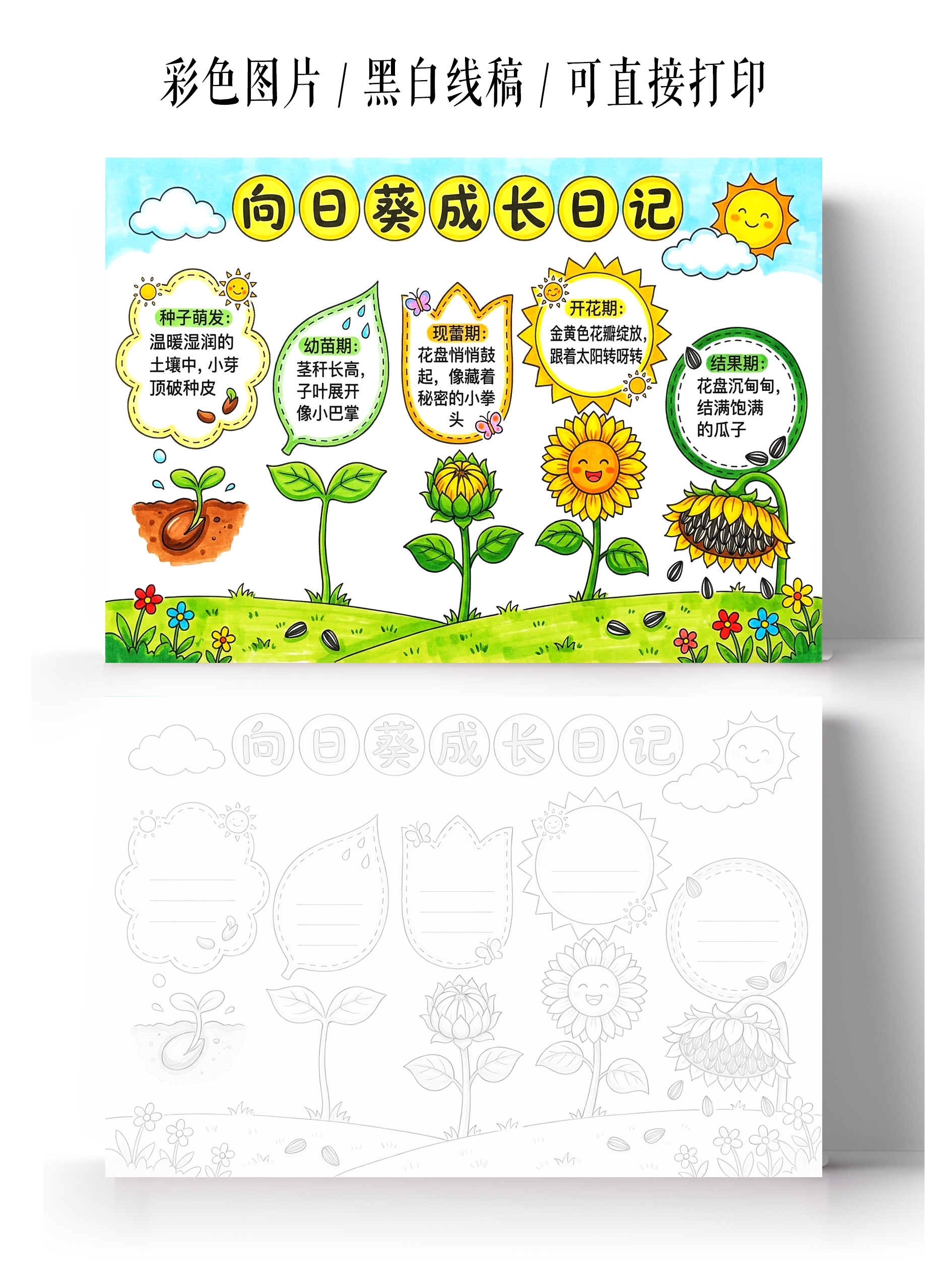 彩色卡通手绘向日葵成长记小报手抄报小学生手抄报