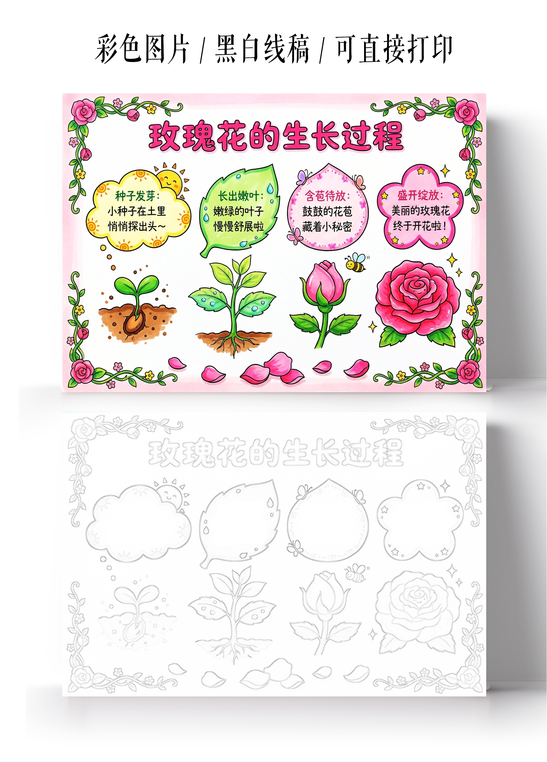 彩色卡通手绘玫瑰花的生长过程小报手抄报小学生手抄报