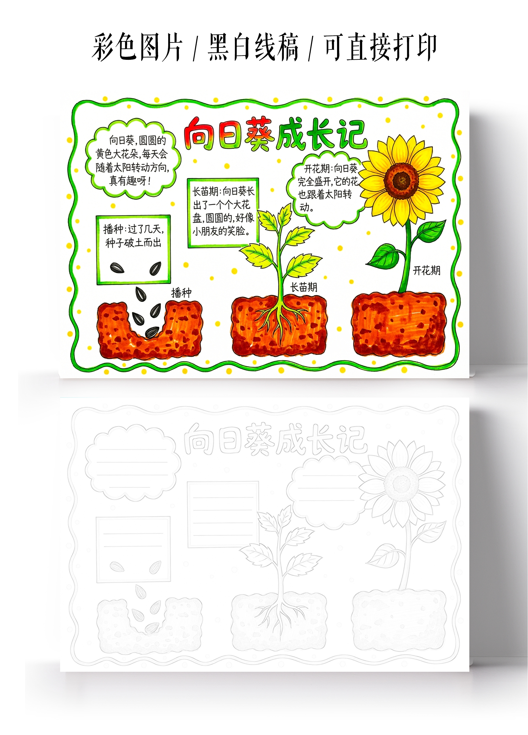 彩色卡通手绘向日葵成长记小报手抄报小学生手抄报