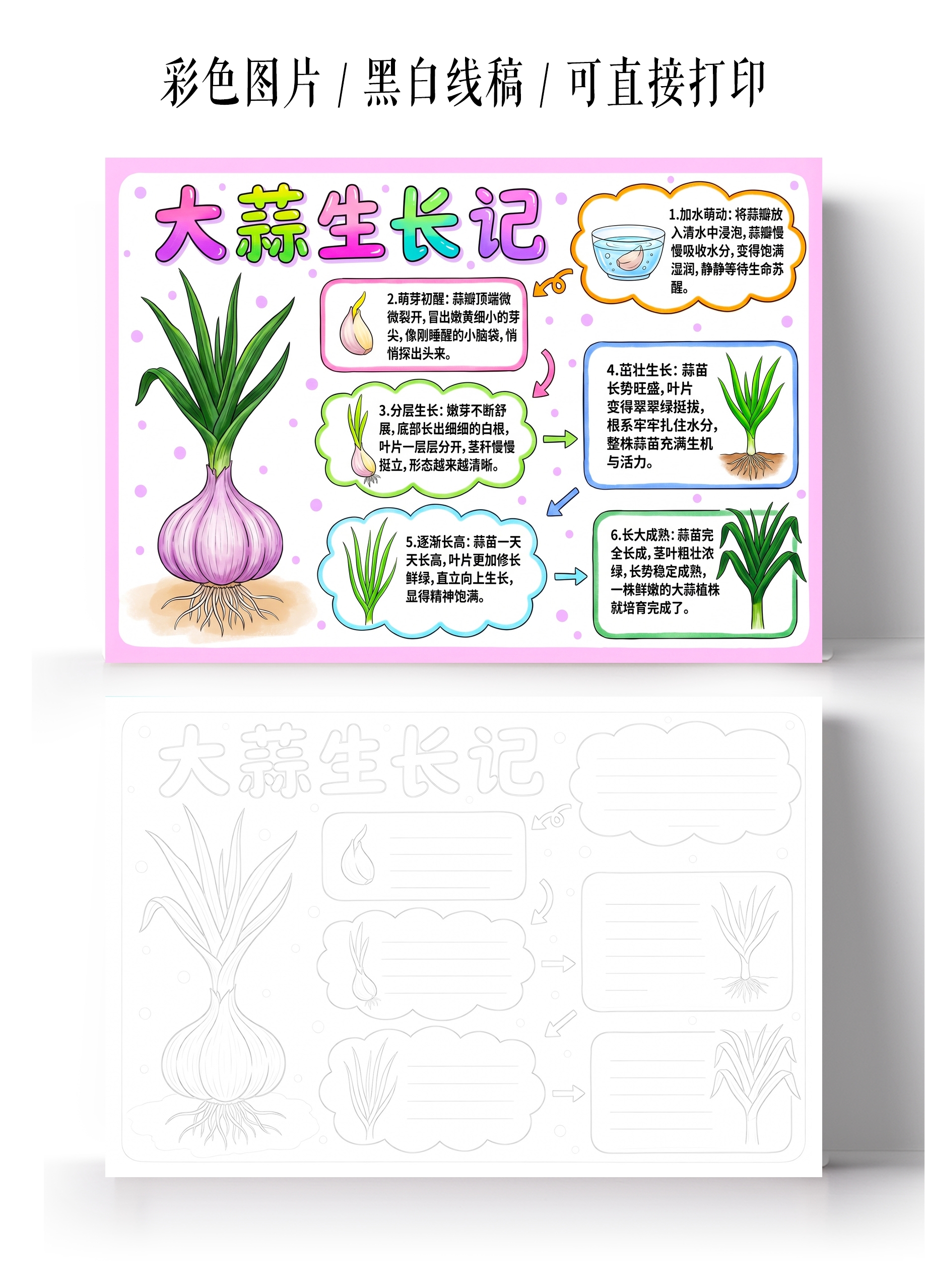 彩色卡通手绘大蒜生长记小报手抄报小学生手抄报植物生长植物观察日记