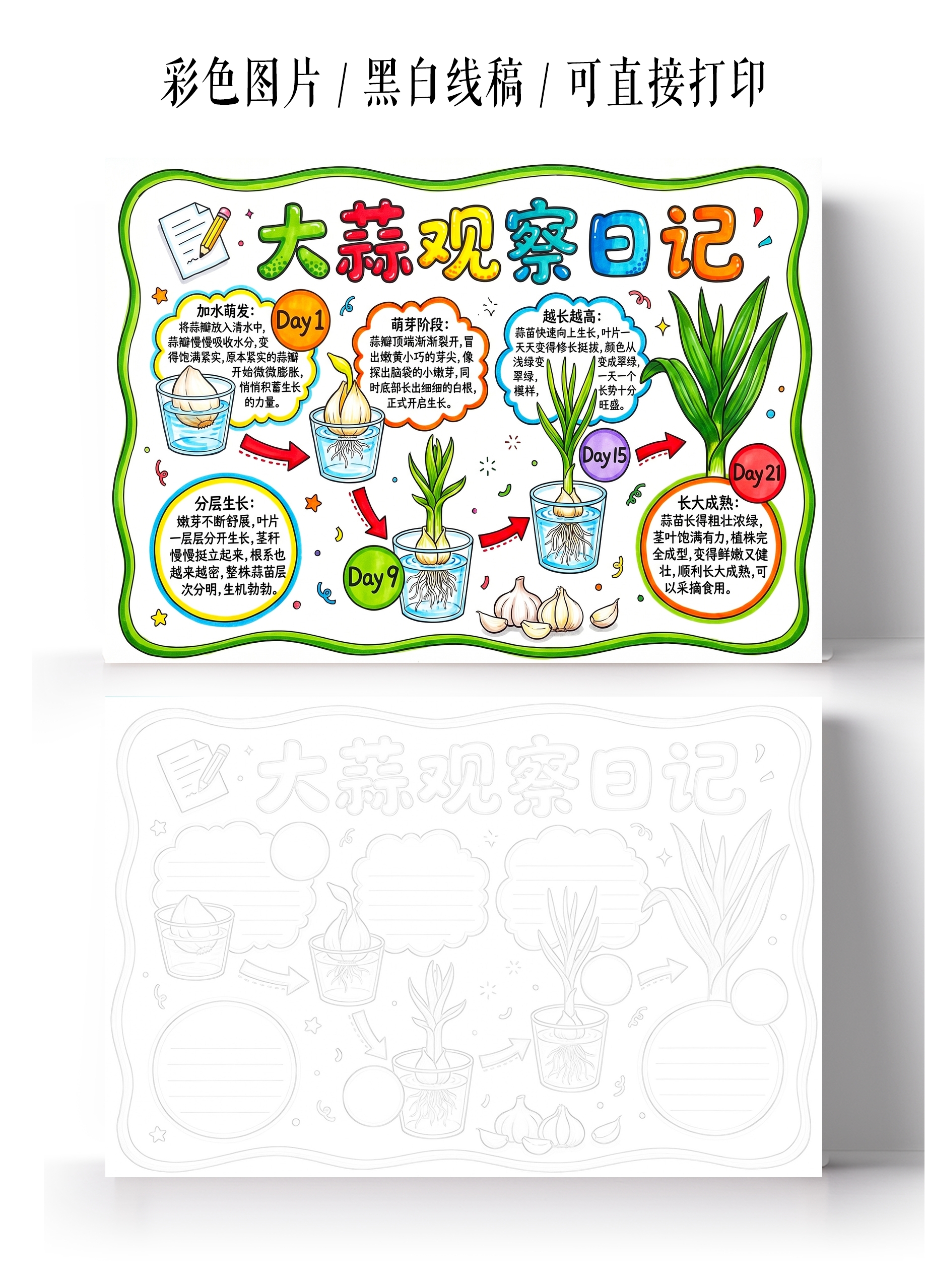 彩色卡通手绘大蒜观察日记小报手抄报小学生手抄报