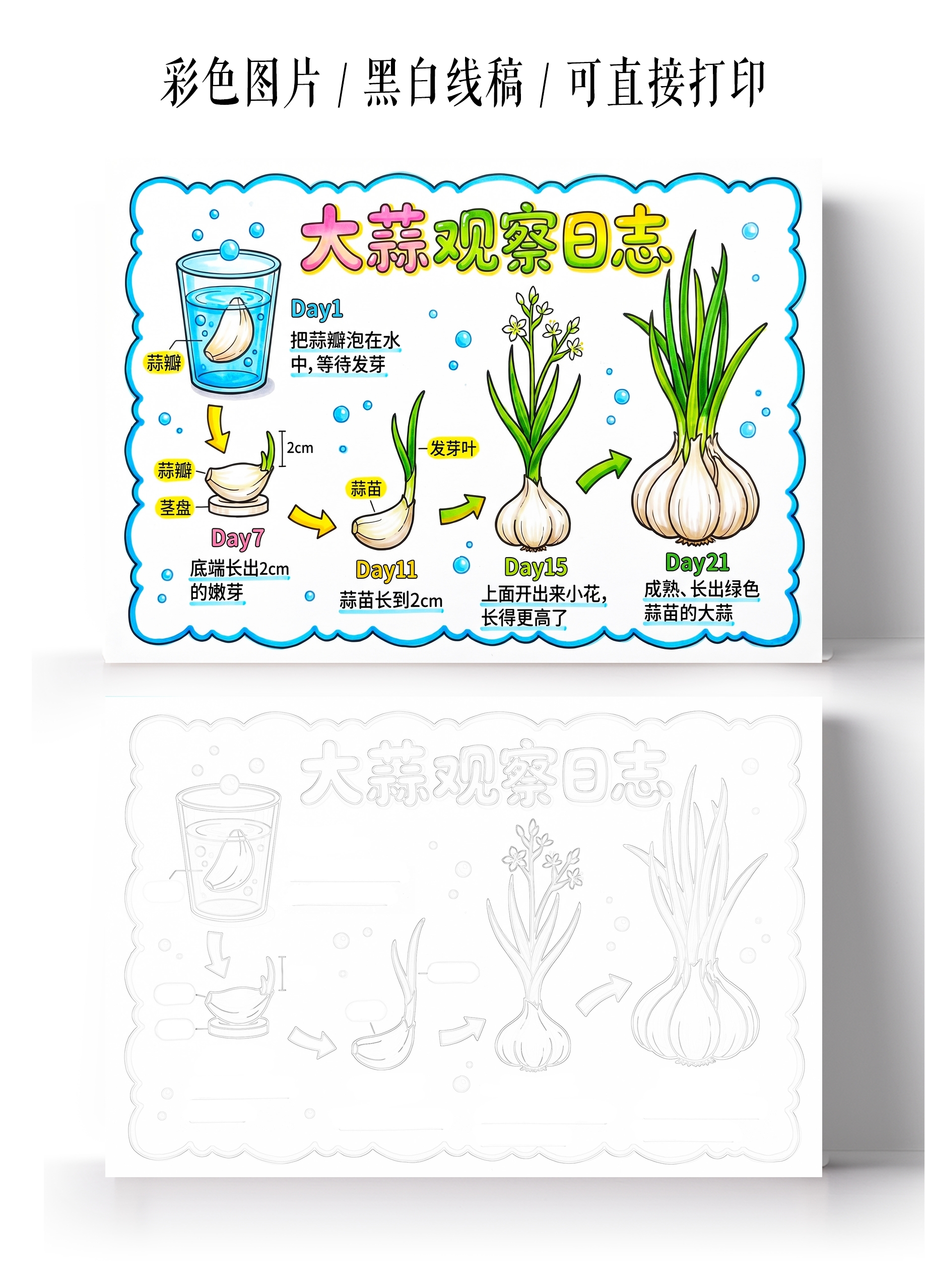 彩色卡通手绘大蒜观察日记小报手抄报小学生手抄报