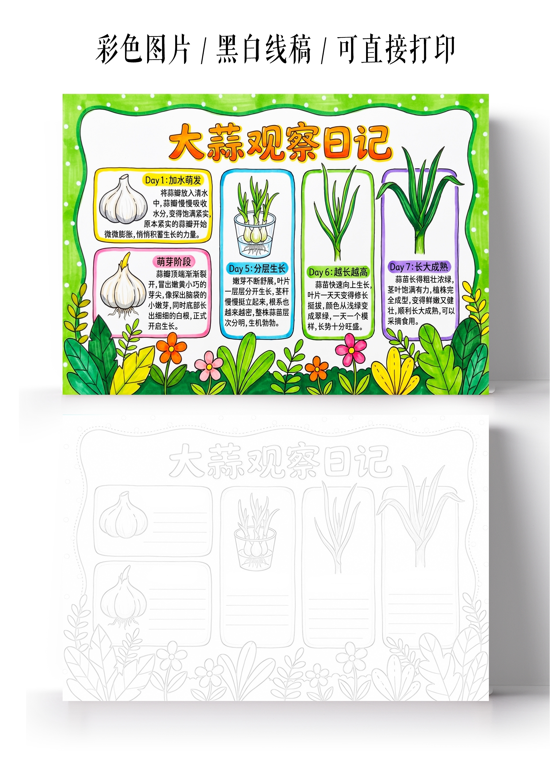 彩色卡通手绘大蒜观察日记小报手抄报小学生手抄报