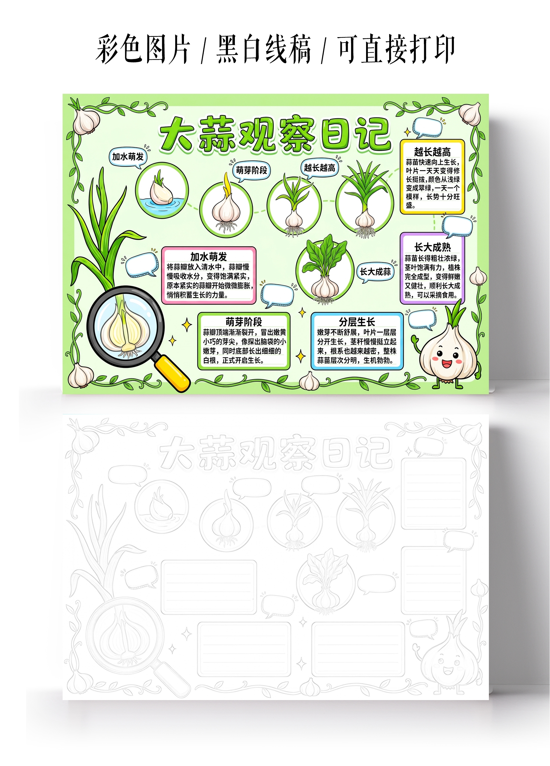 彩色卡通手绘大蒜观察日记小报手抄报小学生手抄报