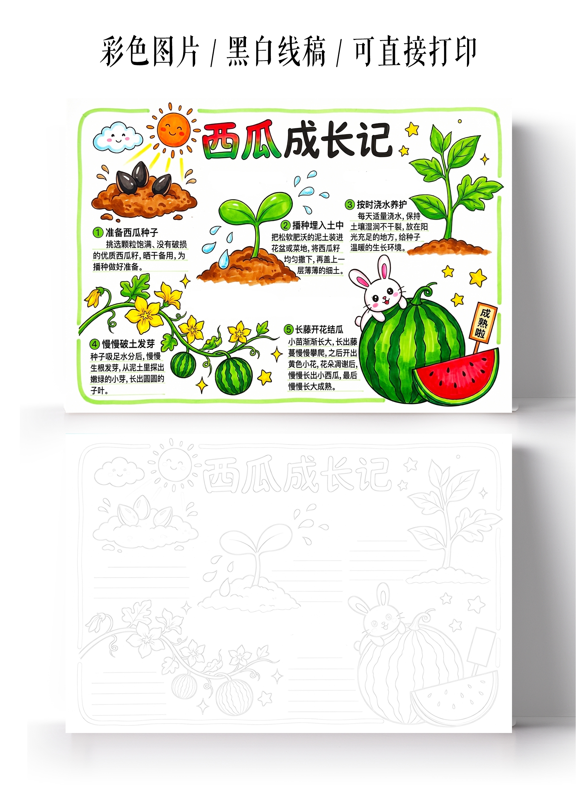 彩色卡通手绘西瓜成长记小报手抄报小学生手抄报