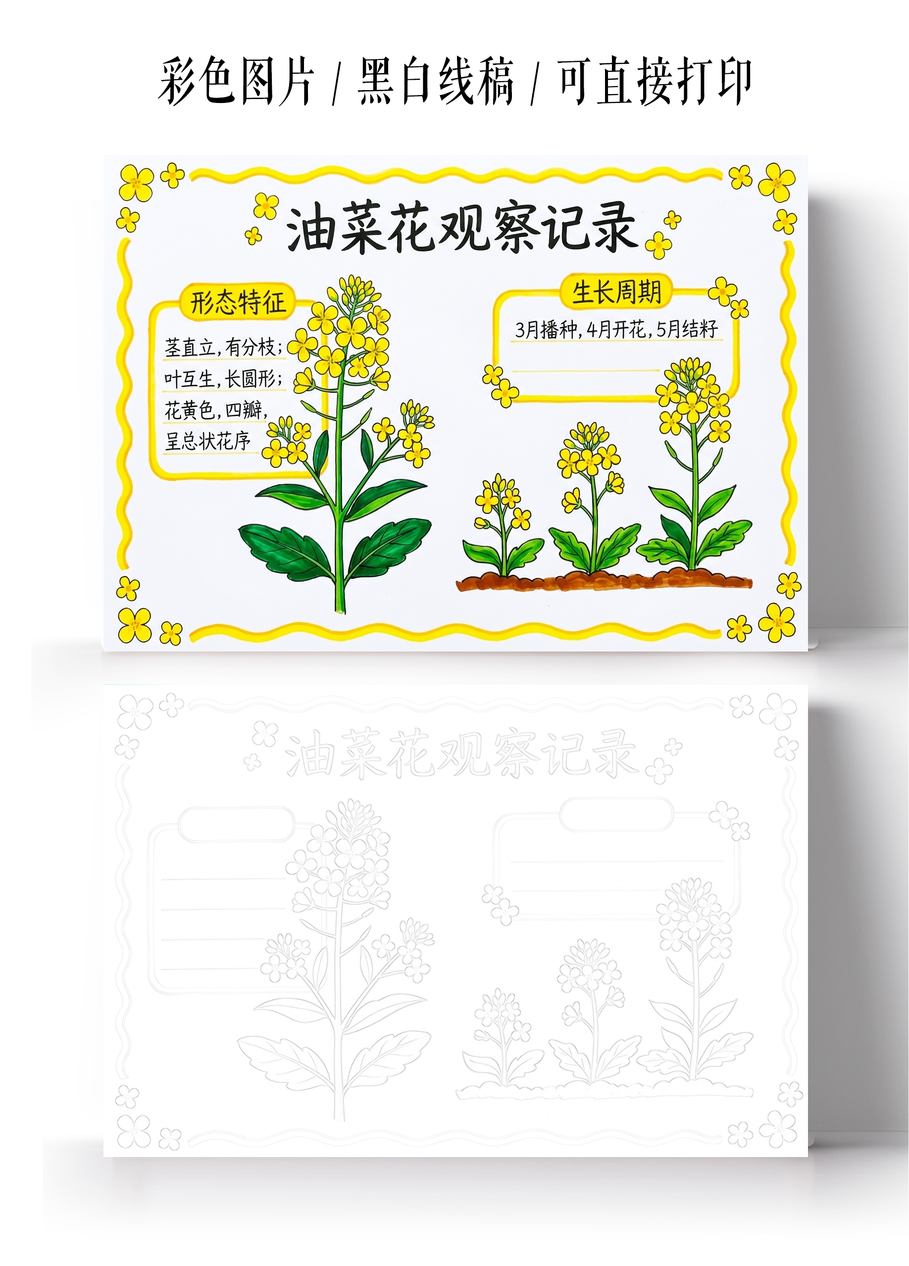 彩色卡通手绘油菜花观察记录小报手抄报小学生手抄报