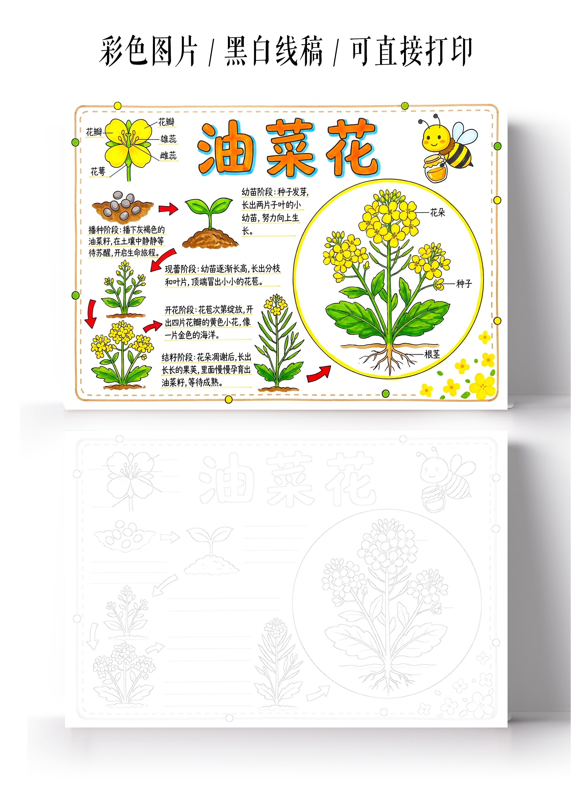 彩色卡通手绘油菜花生长日记小报手抄报小学生手抄报
