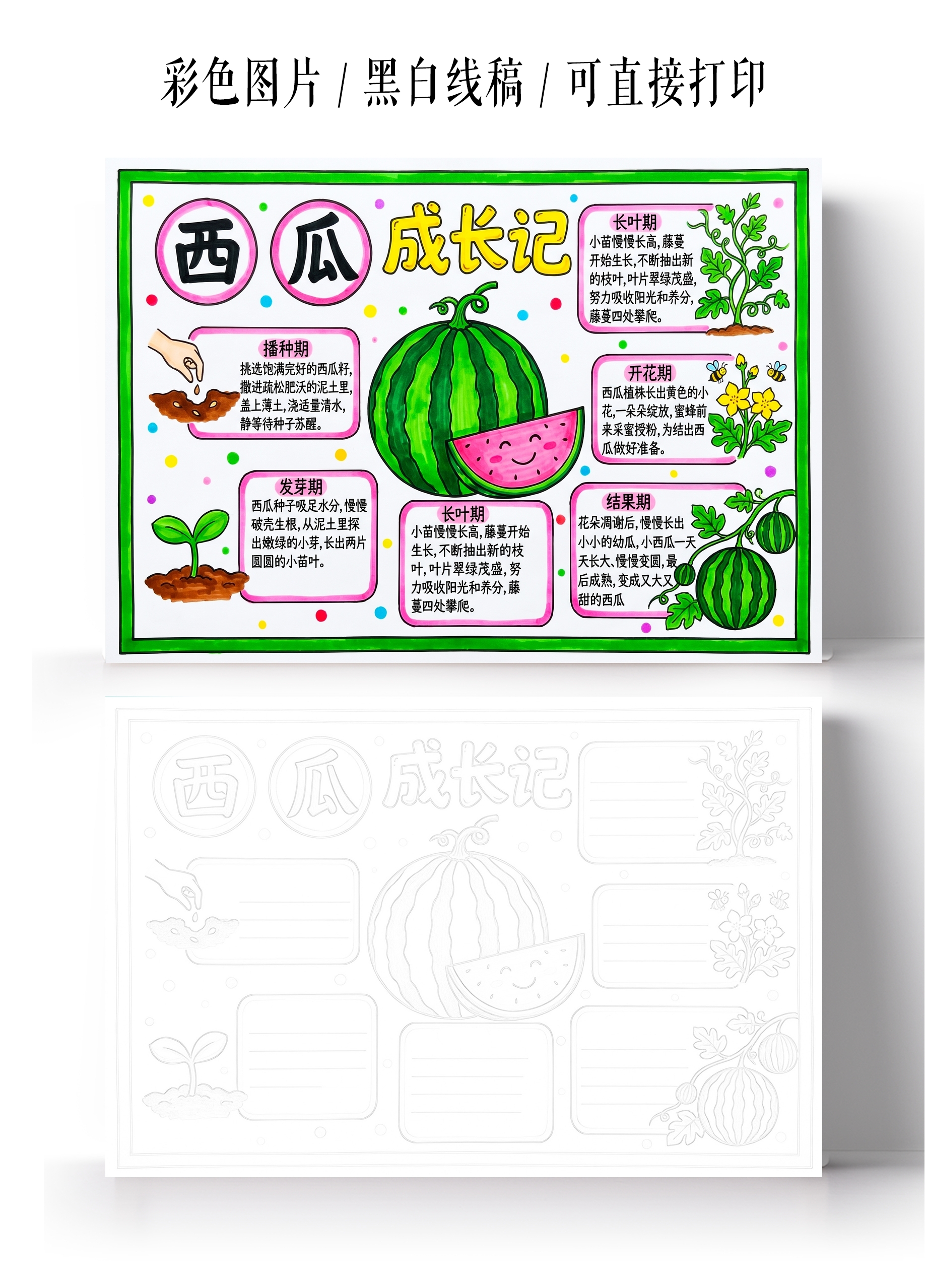 彩色卡通手绘西瓜成长记小报手抄报小学生手抄报