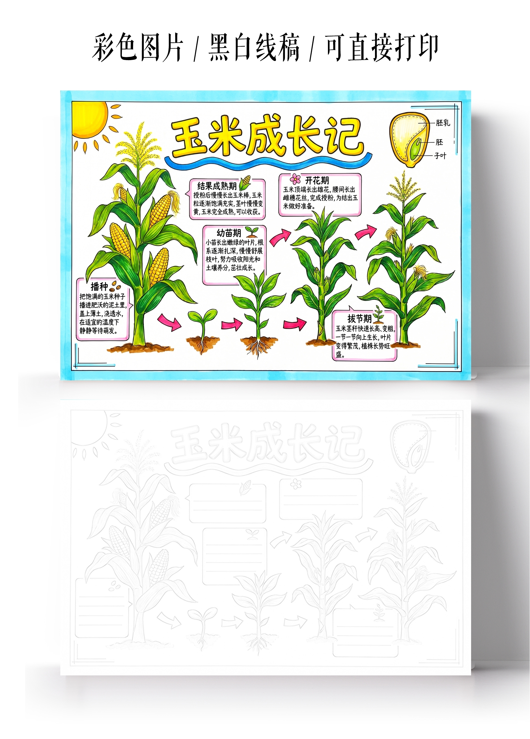 彩色卡通手绘玉米成长记小报手抄报小学生手抄报