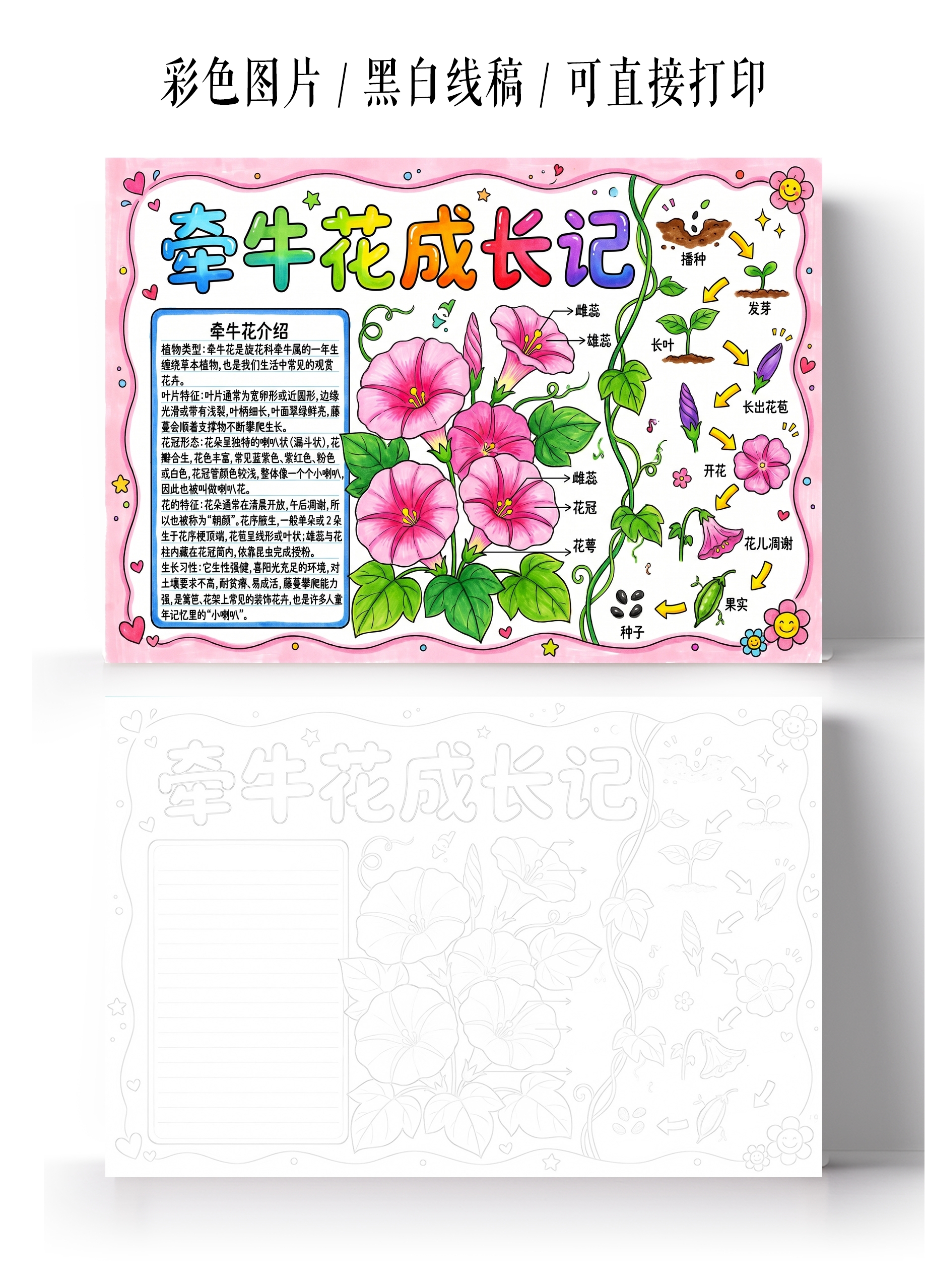 彩色卡通手绘牵牛花成长记小报手抄报小学生手抄报