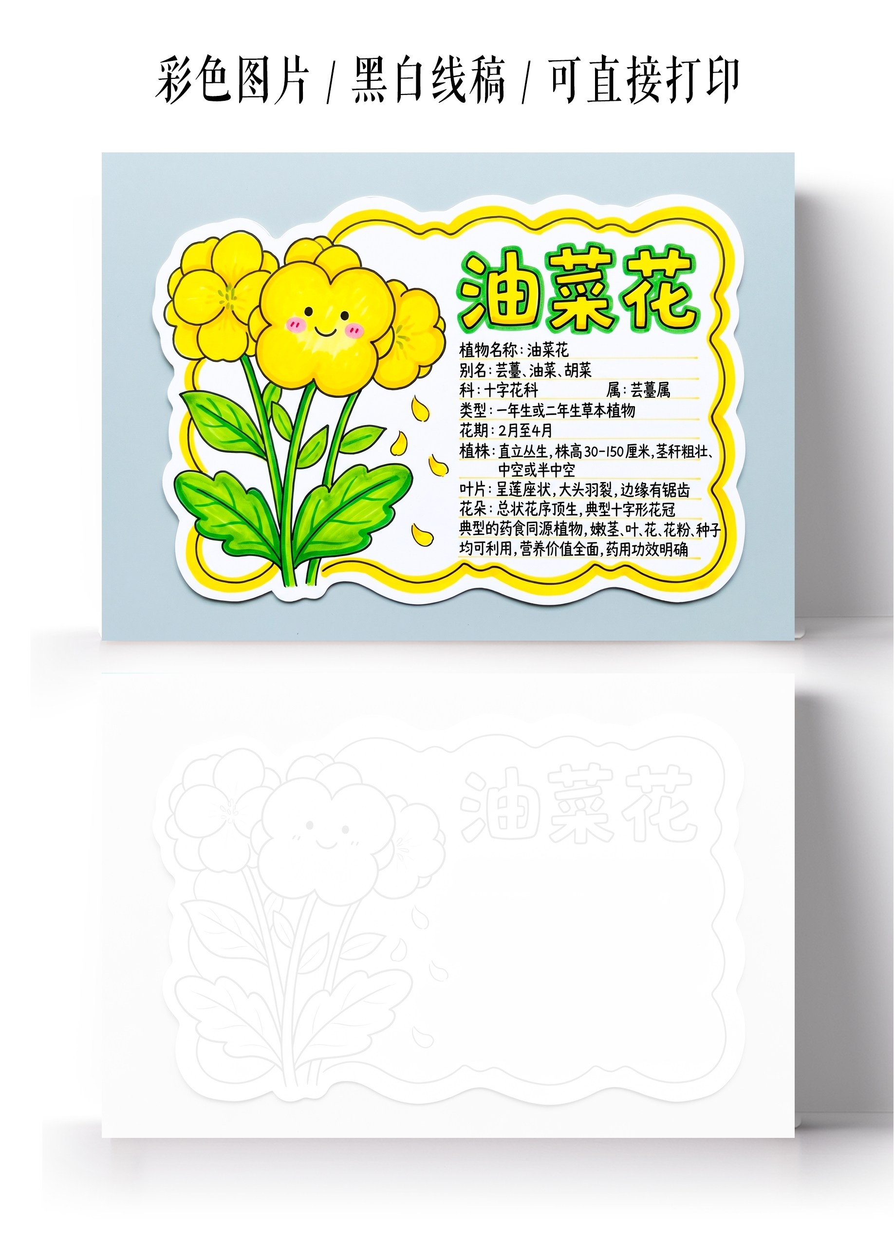 彩色卡通手绘油菜花读书卡小报手抄报小学生手抄报
