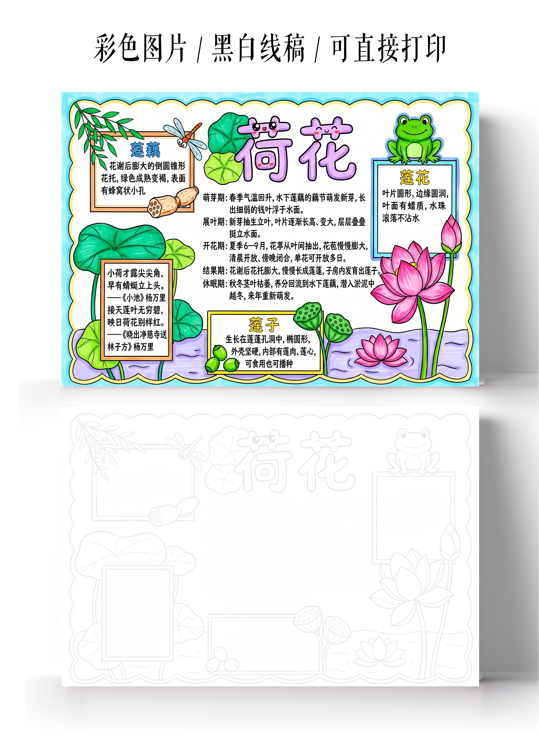 彩色卡通手绘荷花小报手抄报小学生手抄报