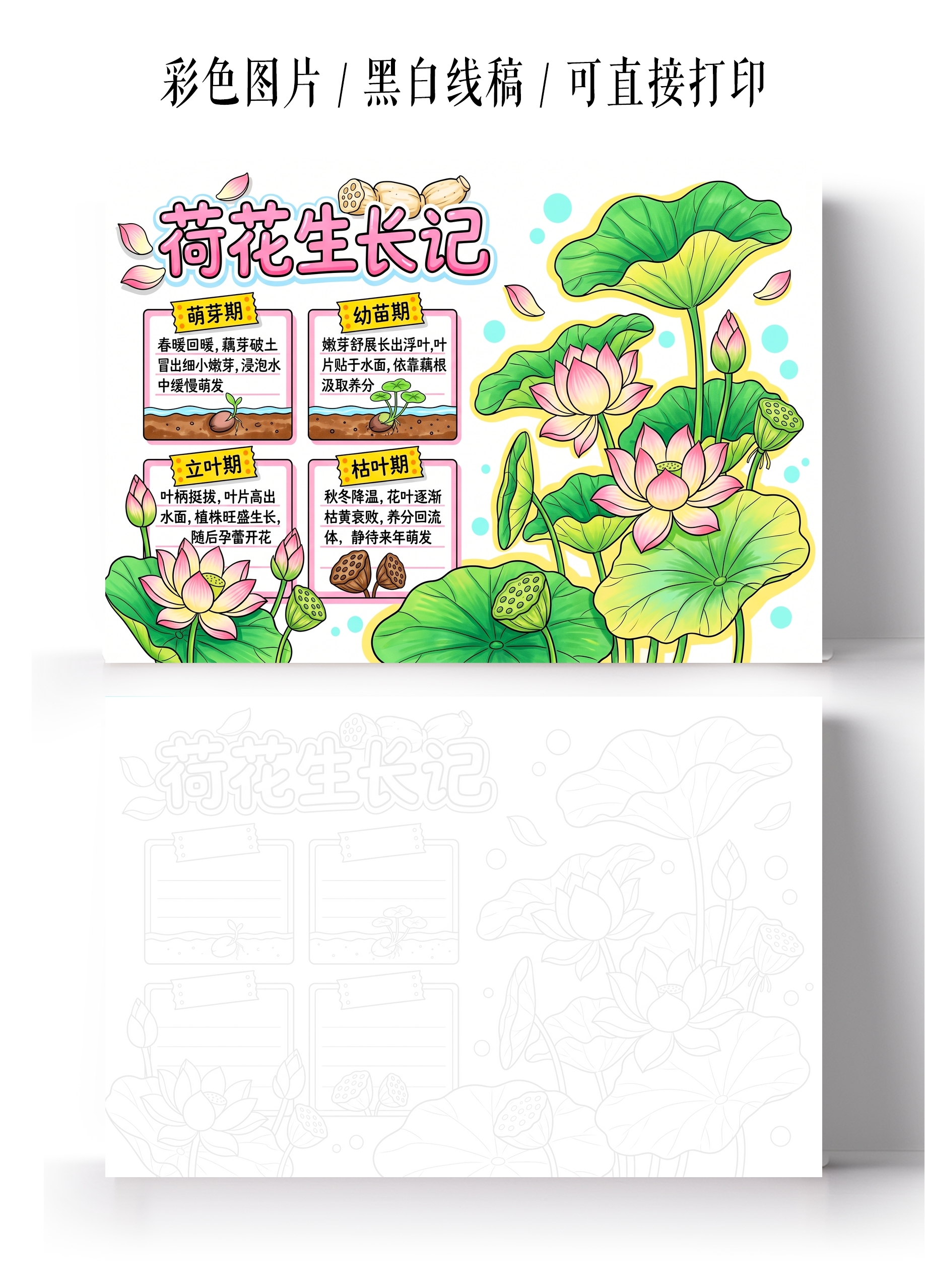 彩色卡通手绘荷花生长记小报手抄报小学生手抄报