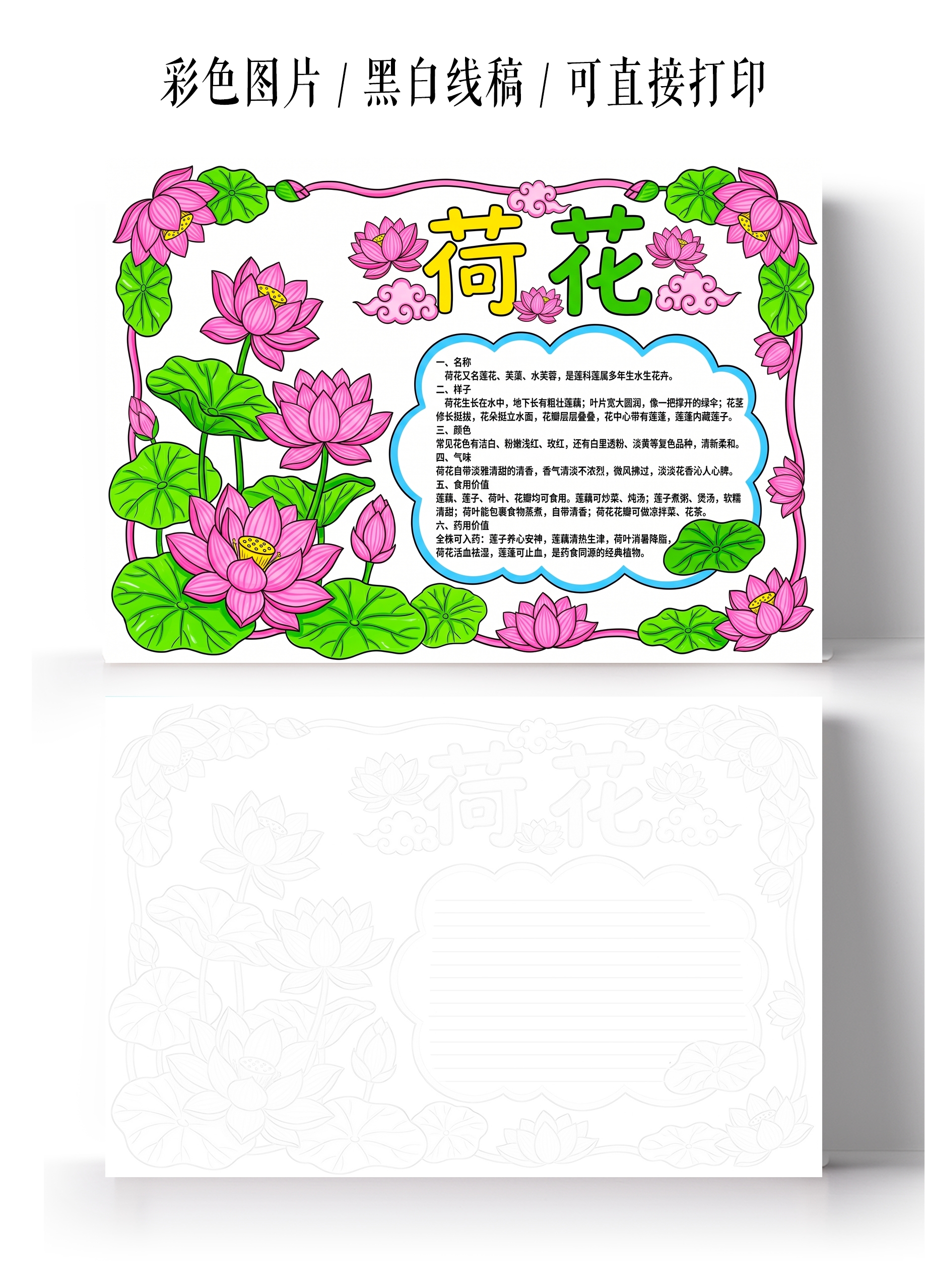 彩色卡通手绘荷花小报手抄报小学生手抄报
