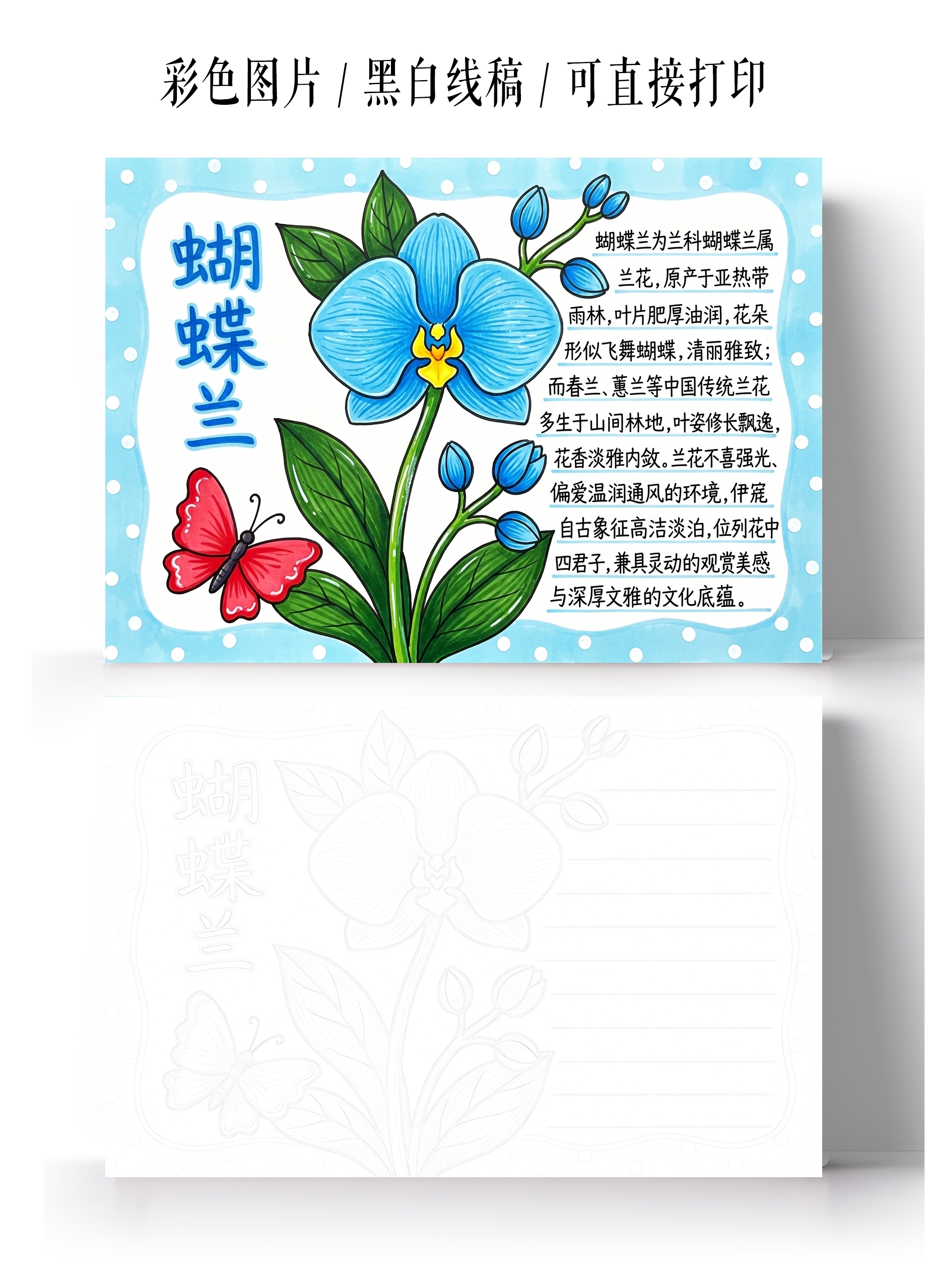 彩色卡通手绘蝴蝶兰小报手抄报小学生手抄报