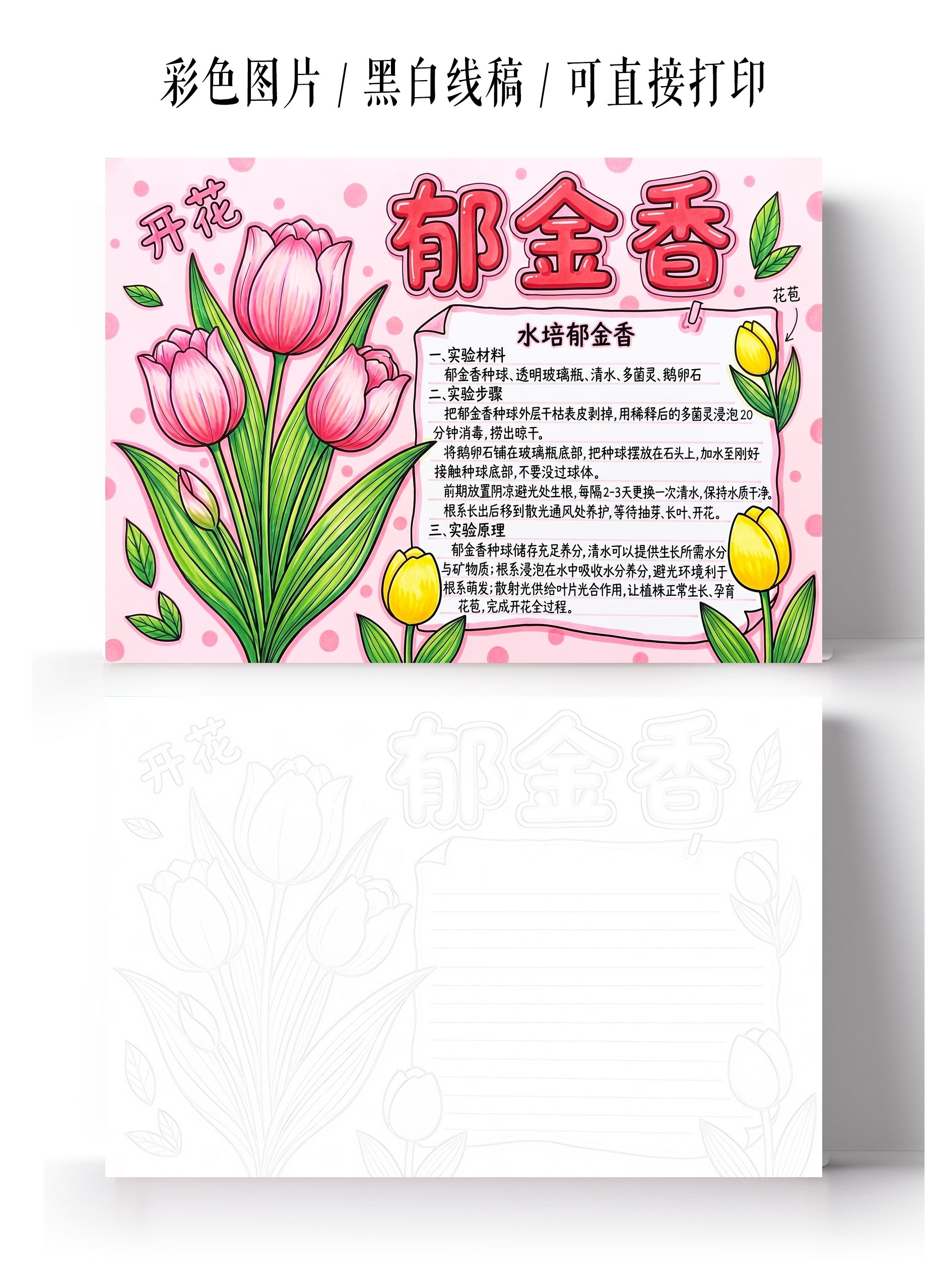 彩色卡通手绘郁金香小报手抄报小学生手抄报